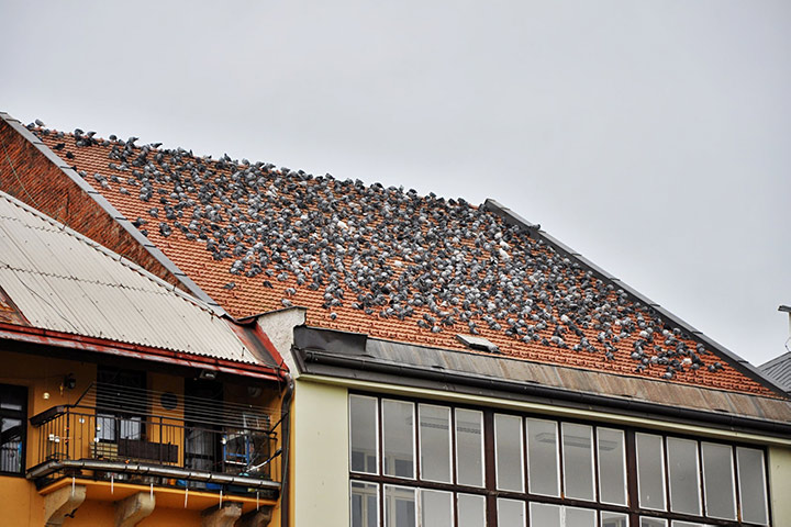 A2B Pest Control are able to install spikes to deter birds from roofs in Mawneys. 