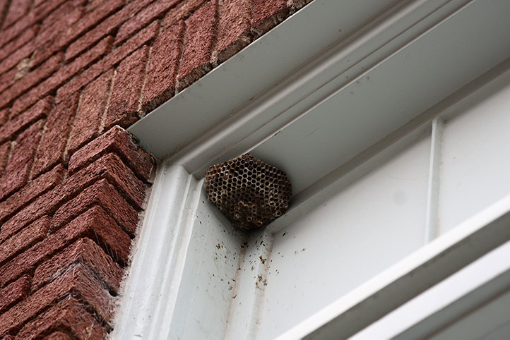 We provide a wasp nest removal service for domestic and commercial properties in Mawneys.